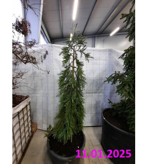 Sequoiadendron g. 'Pendulum' C 65 L